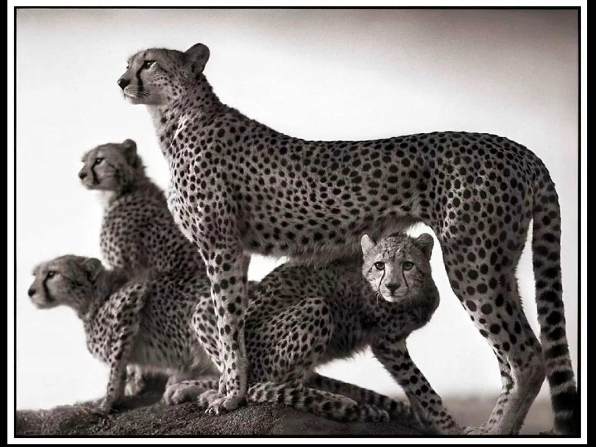 Africa black and-white1