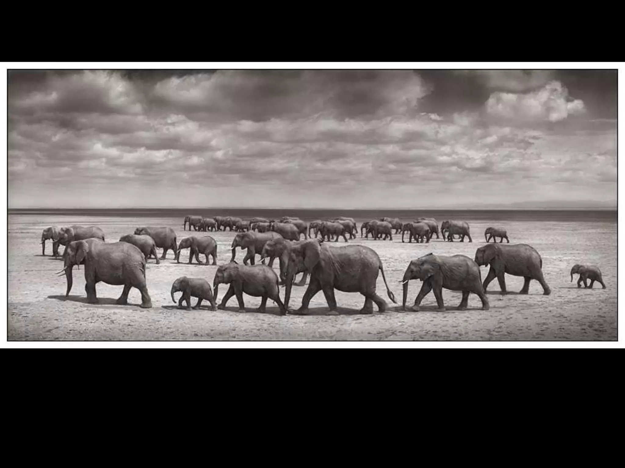 Africa black and-white1-1