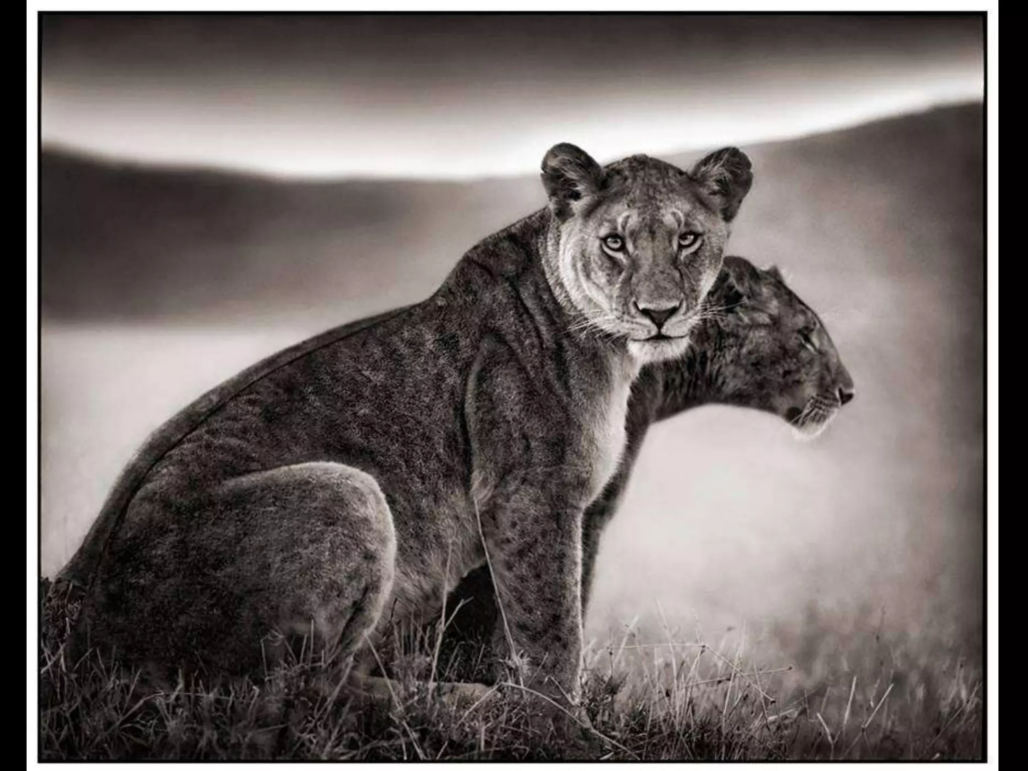 Africa black and-white1-1