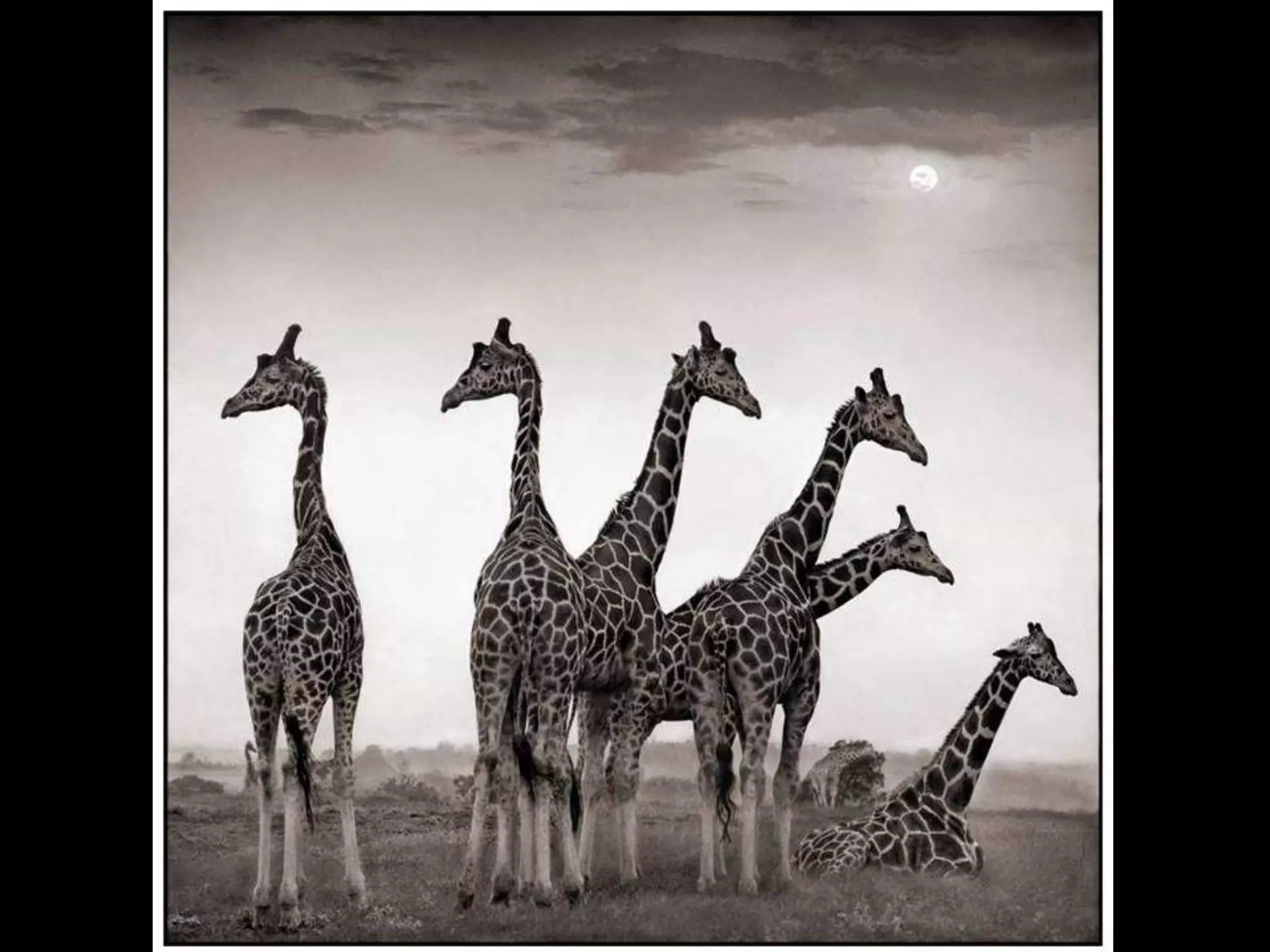 Africa black and-white1-1