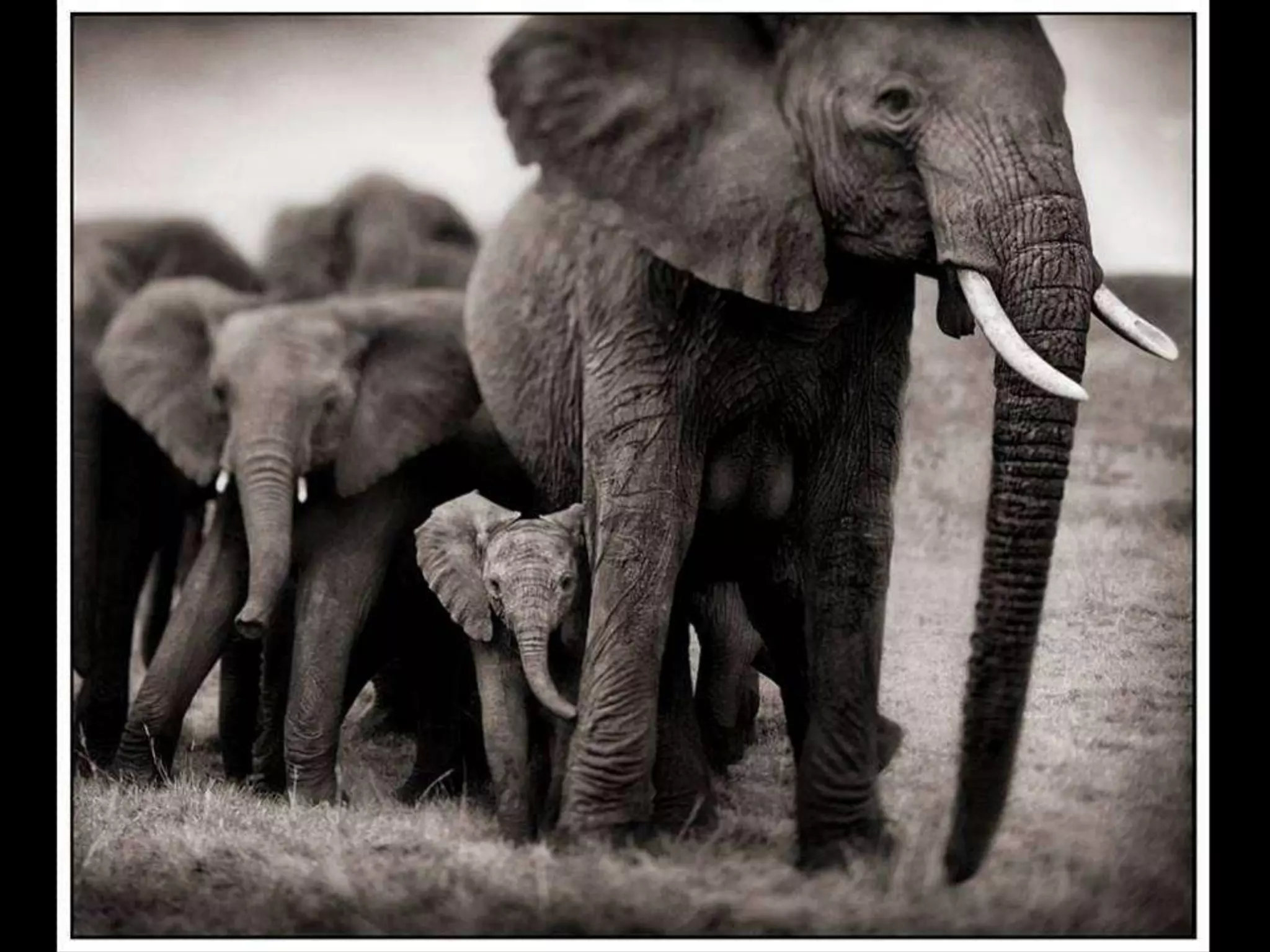 Africa black and-white1-1