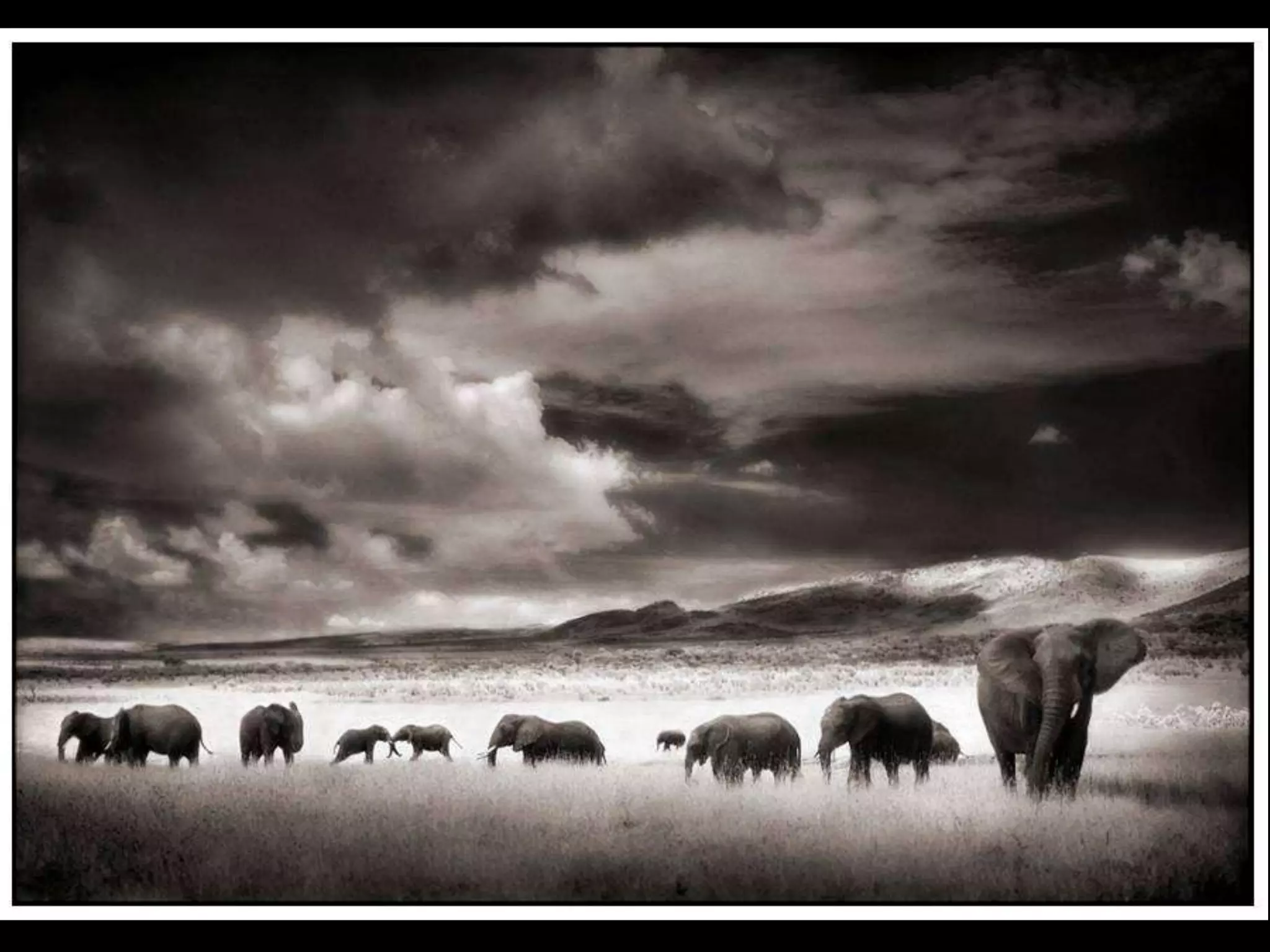 Africa black and-white1-1