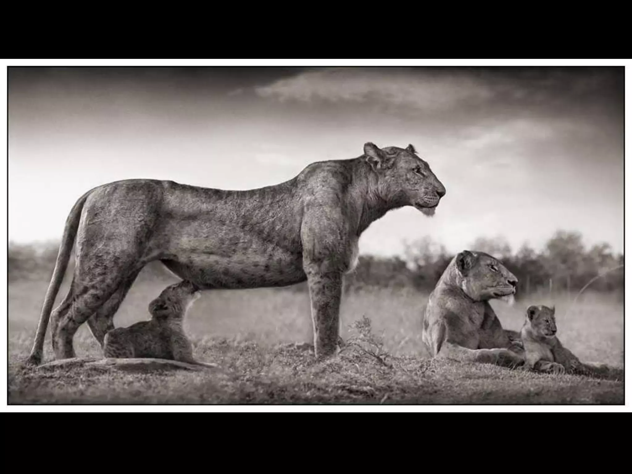 Africa black and-white1-1