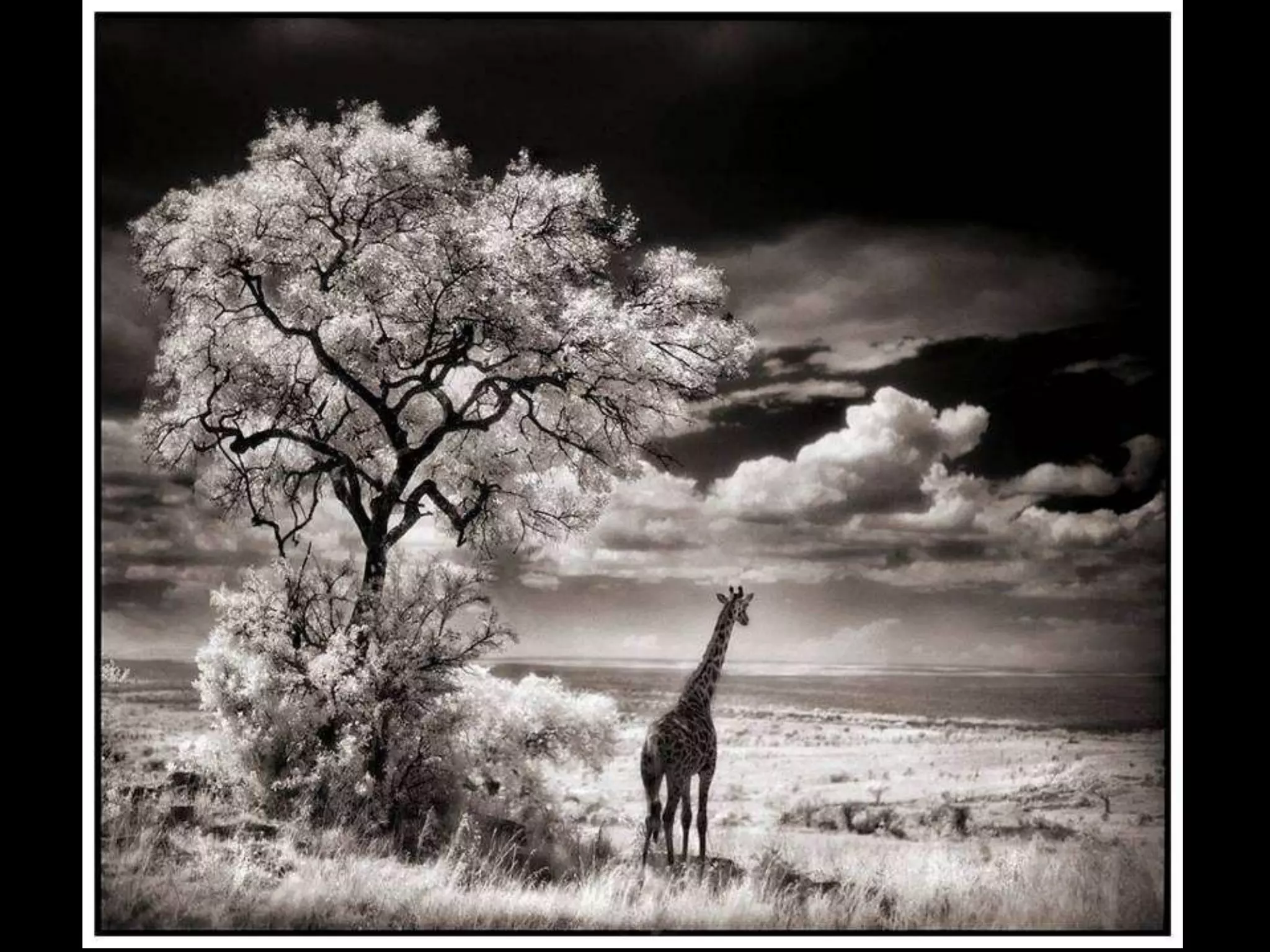 Africa black and-white1-1