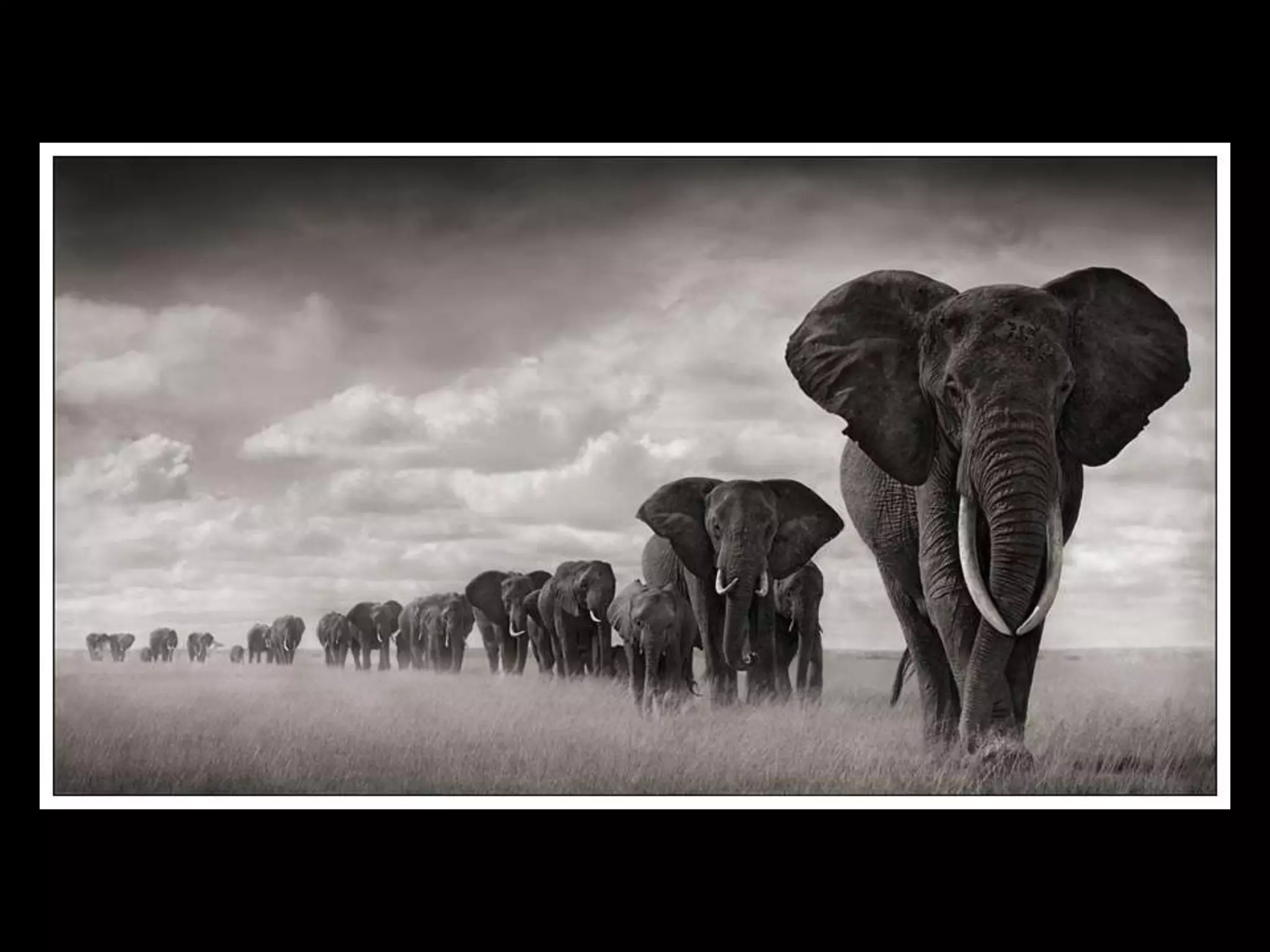 Africa black and-white1-1