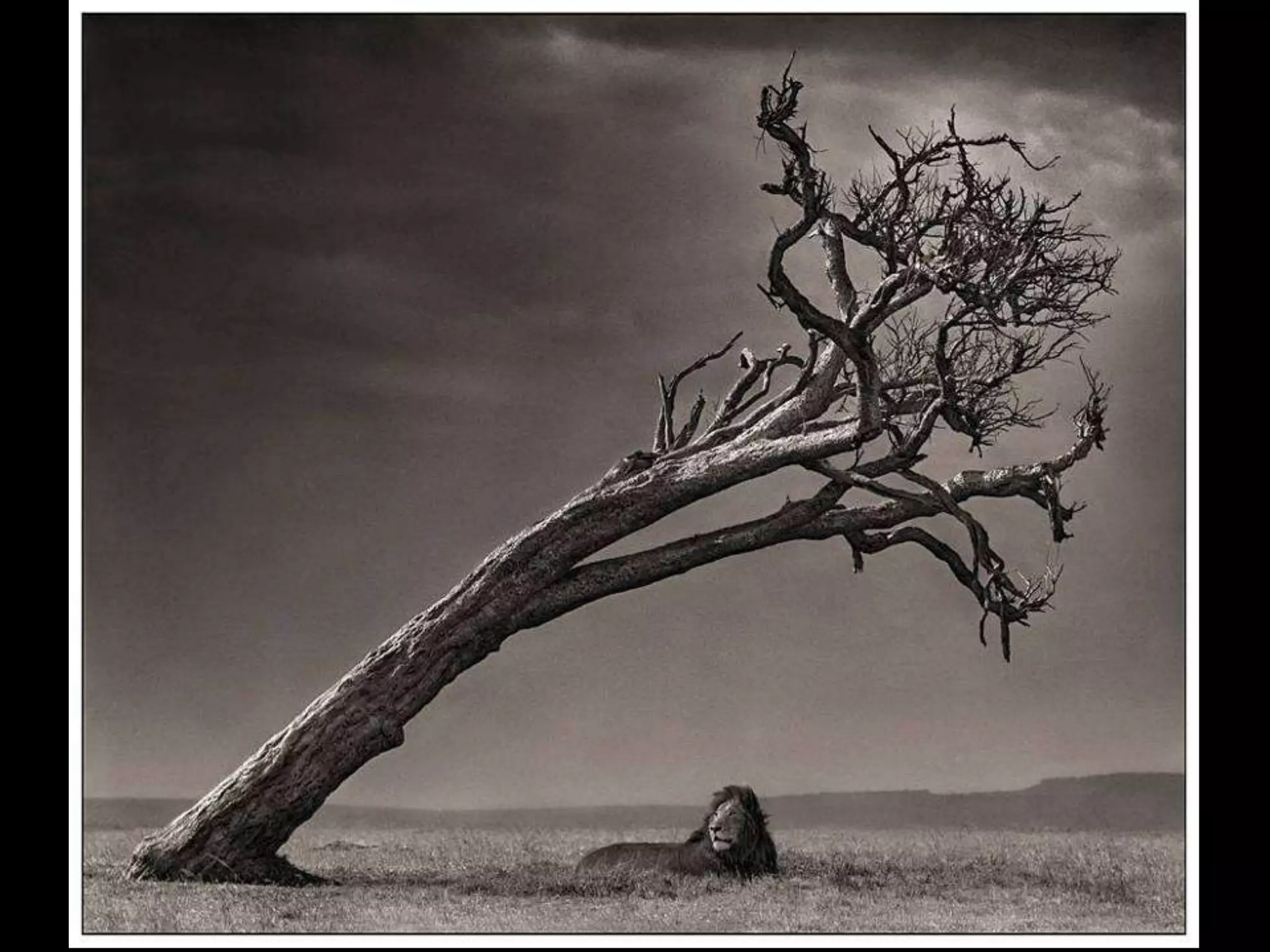 Africa black and-white1-1