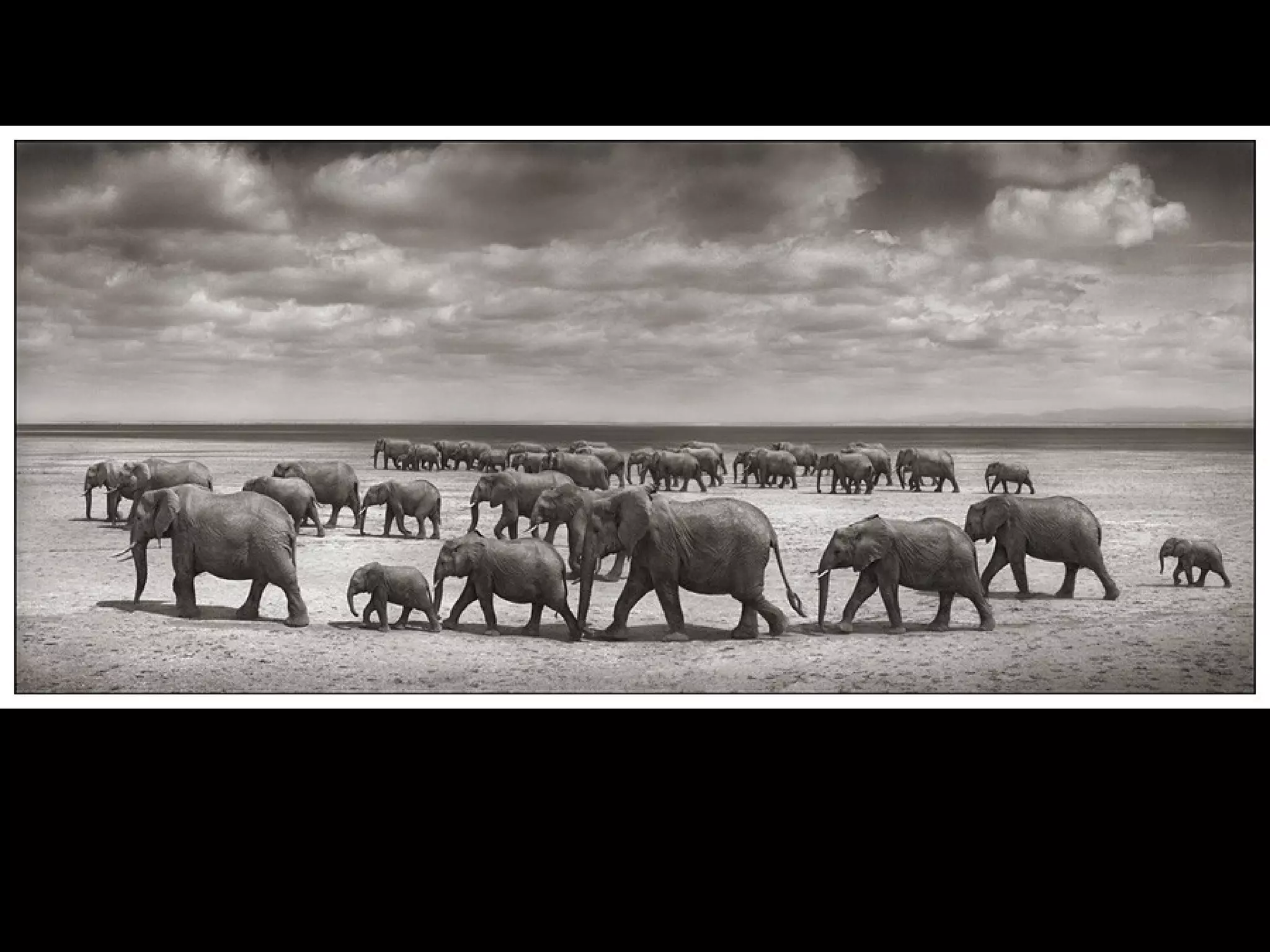 Africa black and-white1-1