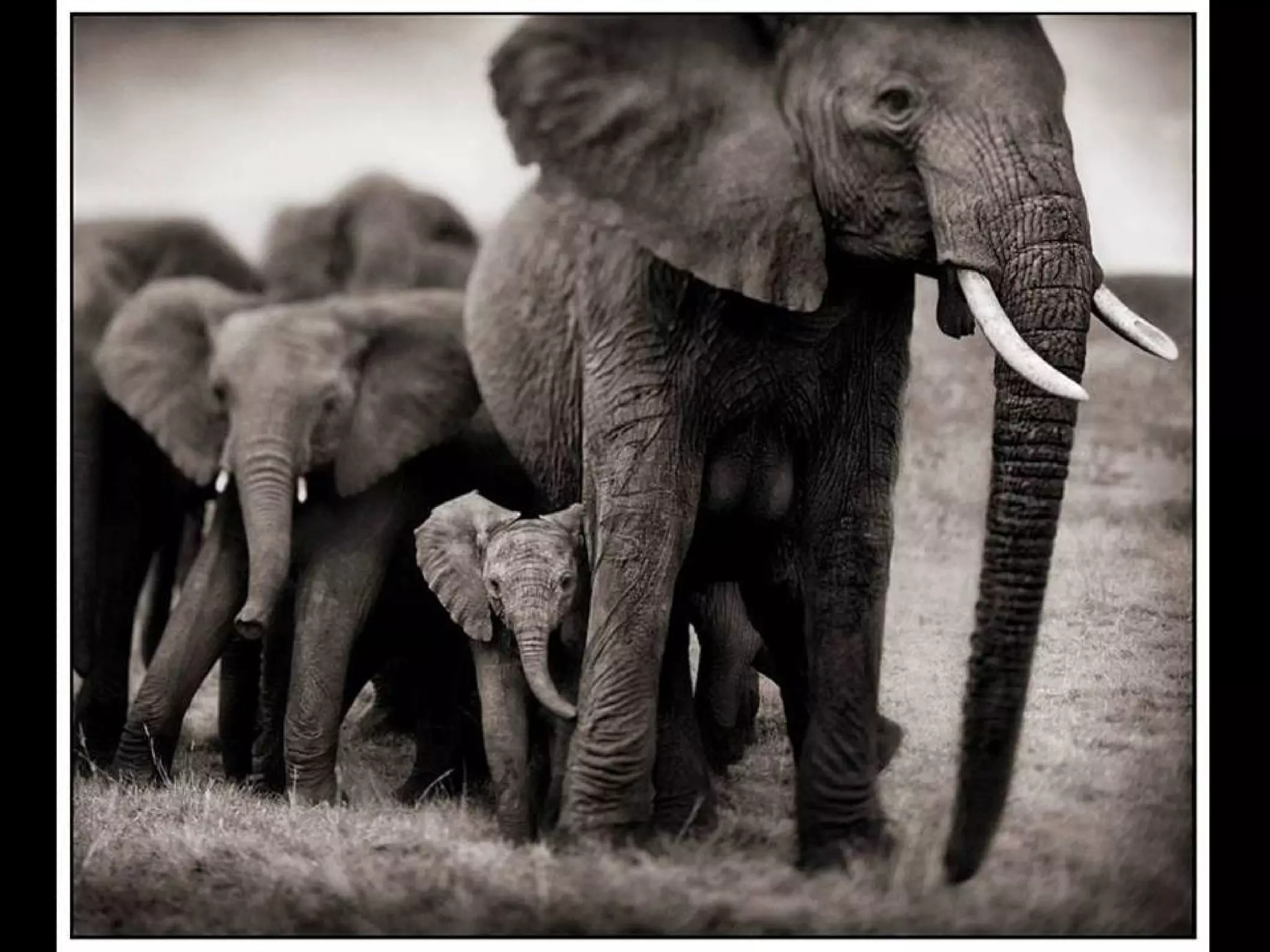 Africa black and-white1-1