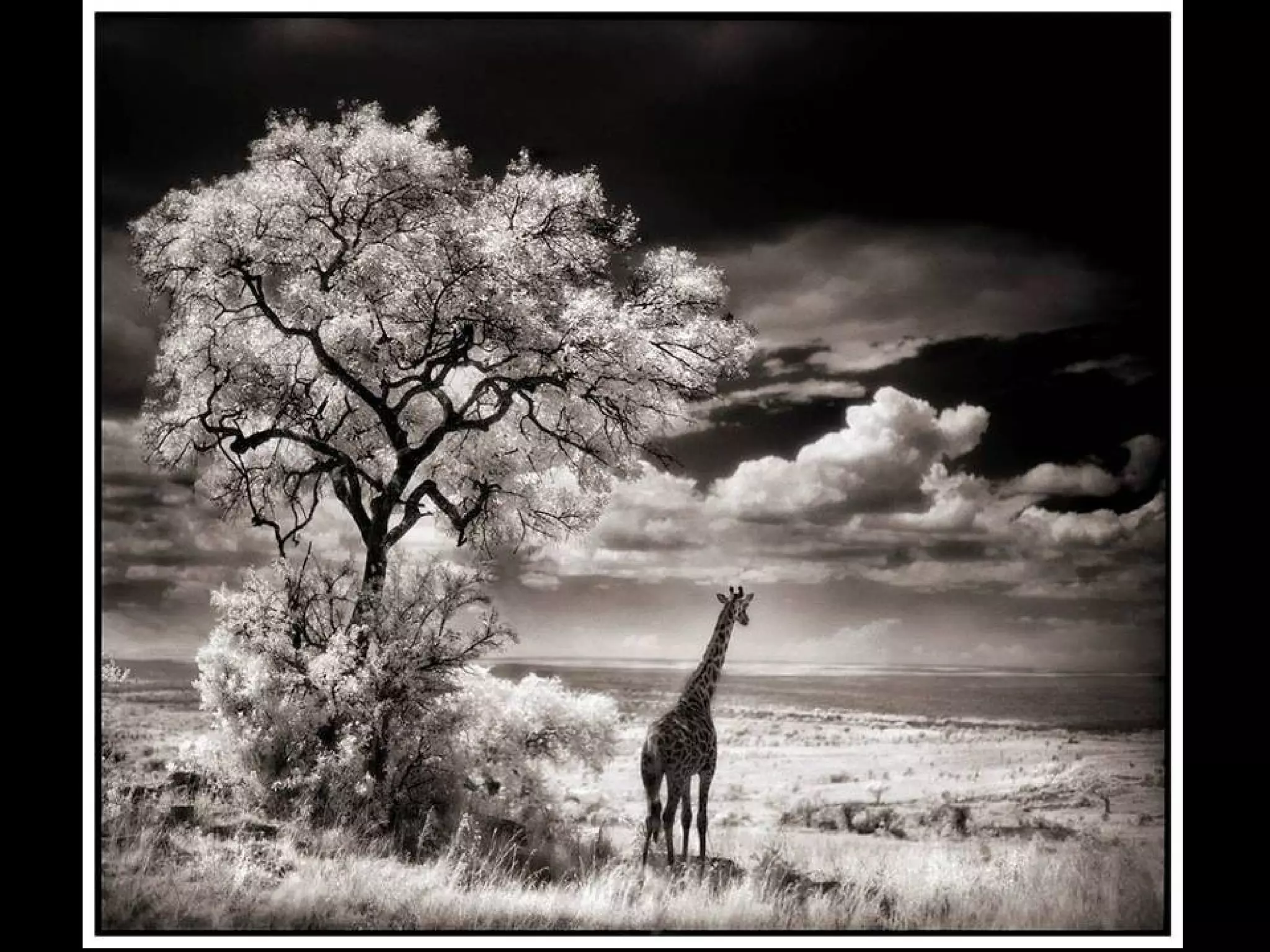 Africa black and-white1-1