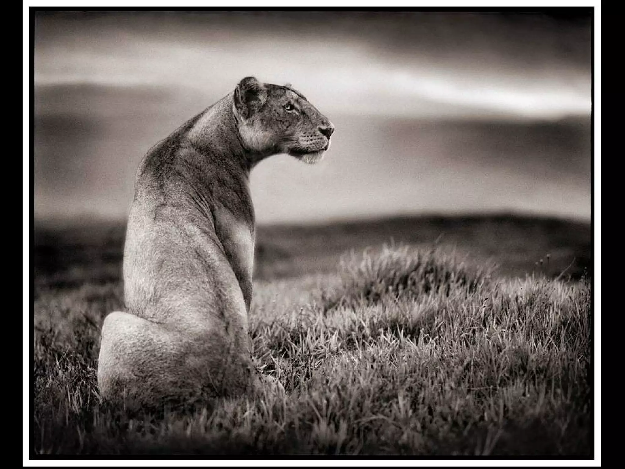 Africa black and-white1-1