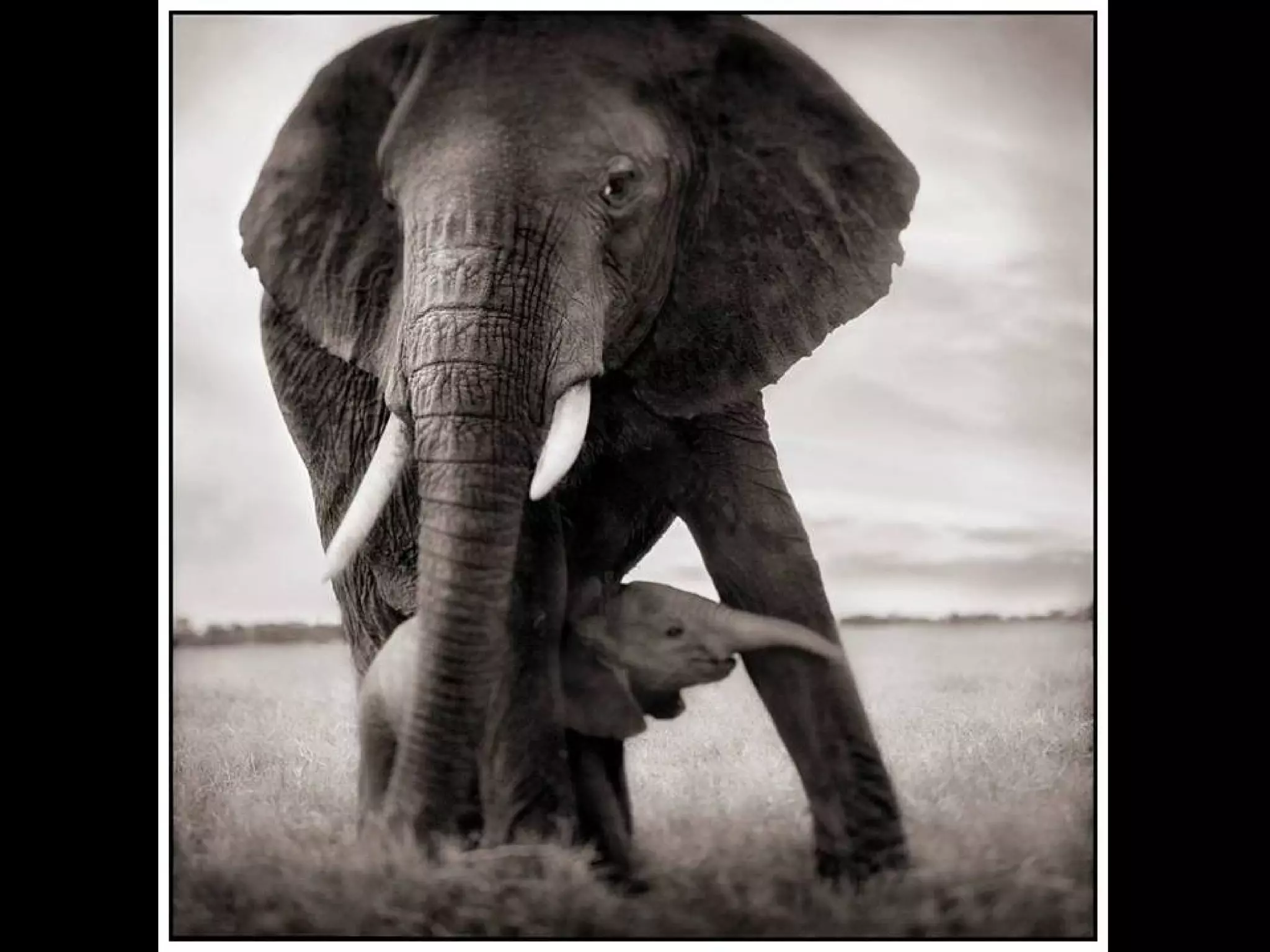 Africa black and-white1-1