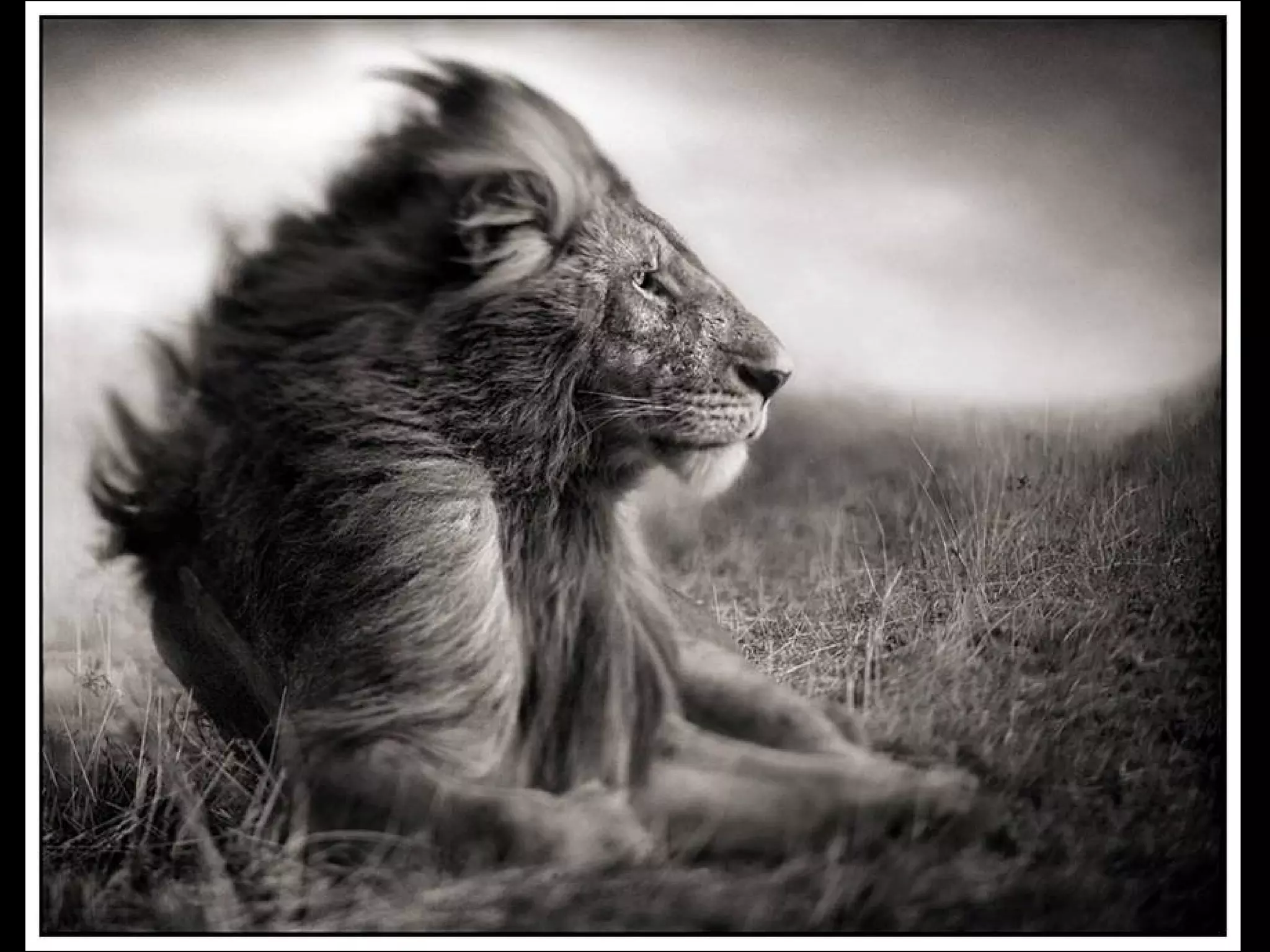 Africa black and-white1-1