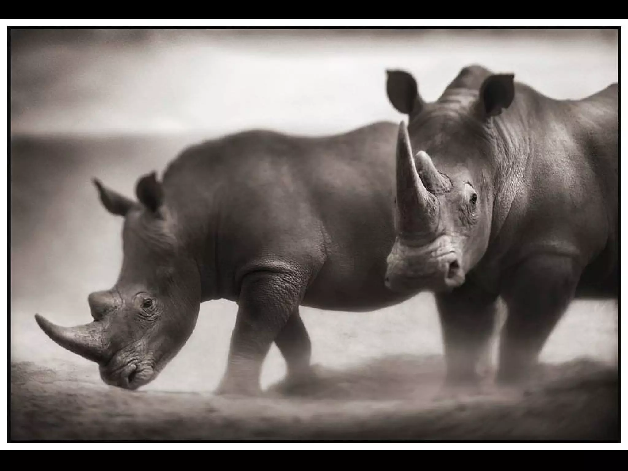 Africa black and-white1-1