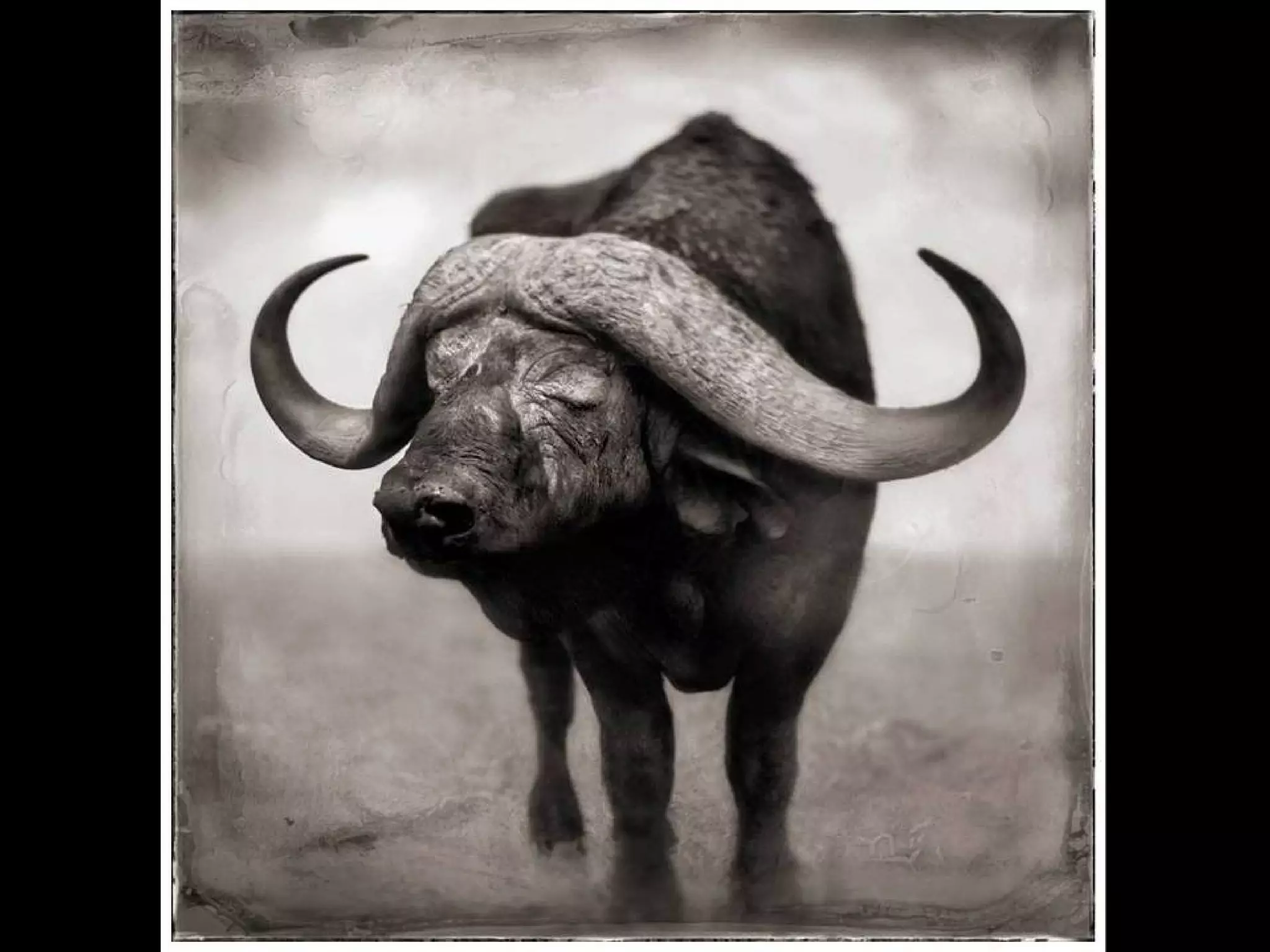 Africa black and-white1-1