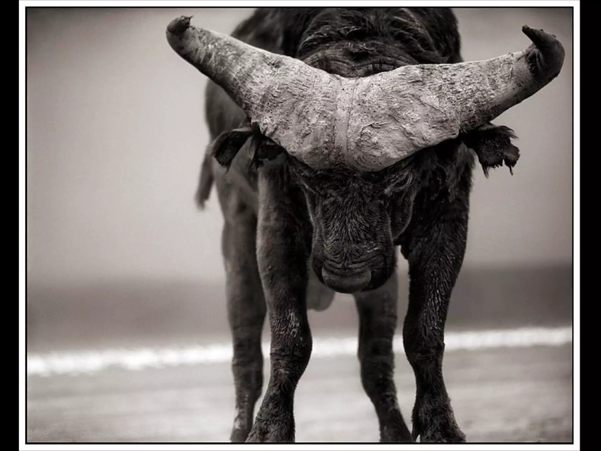 Africa black and-white1-1