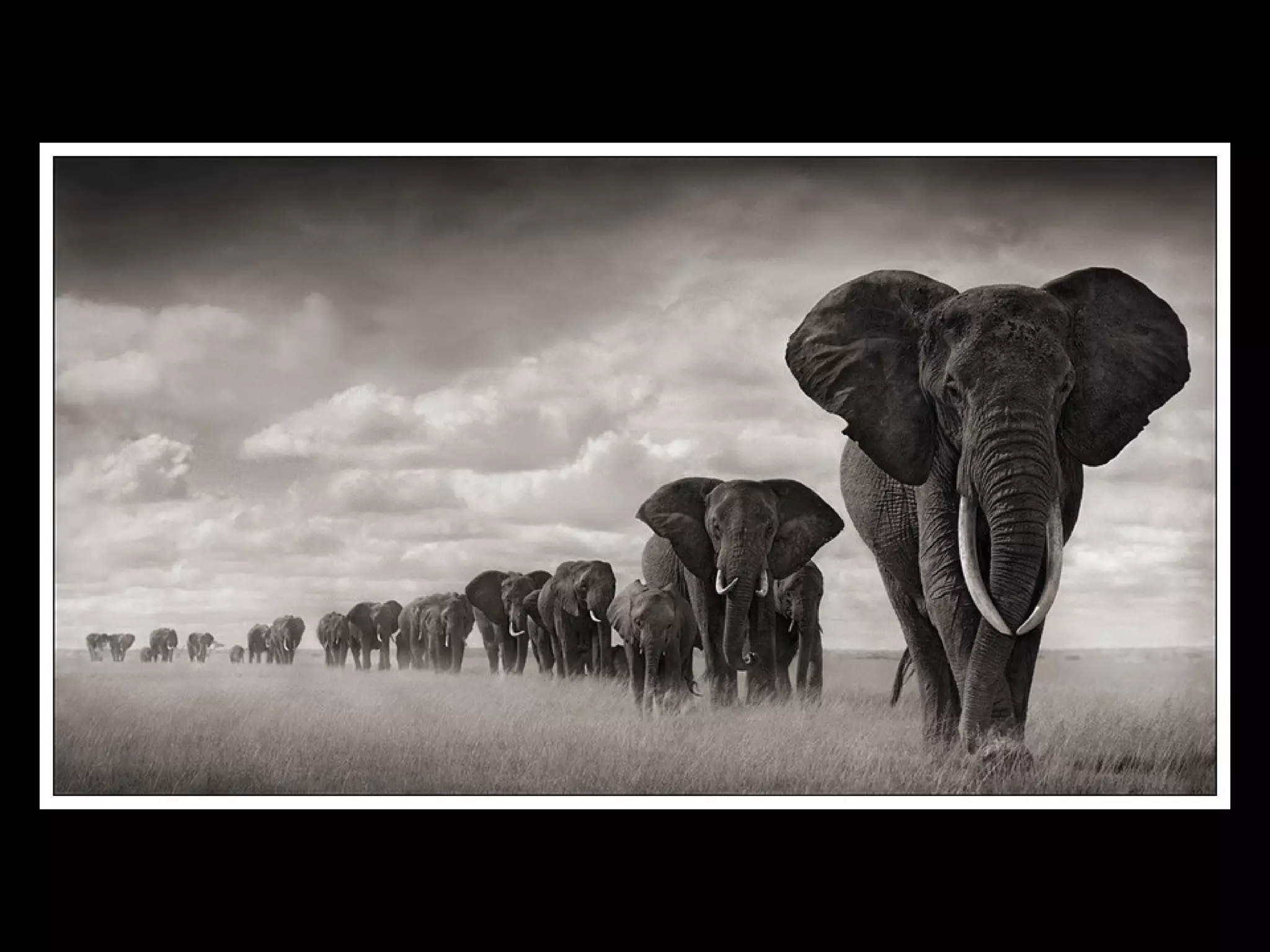 Africa black and-white1-1