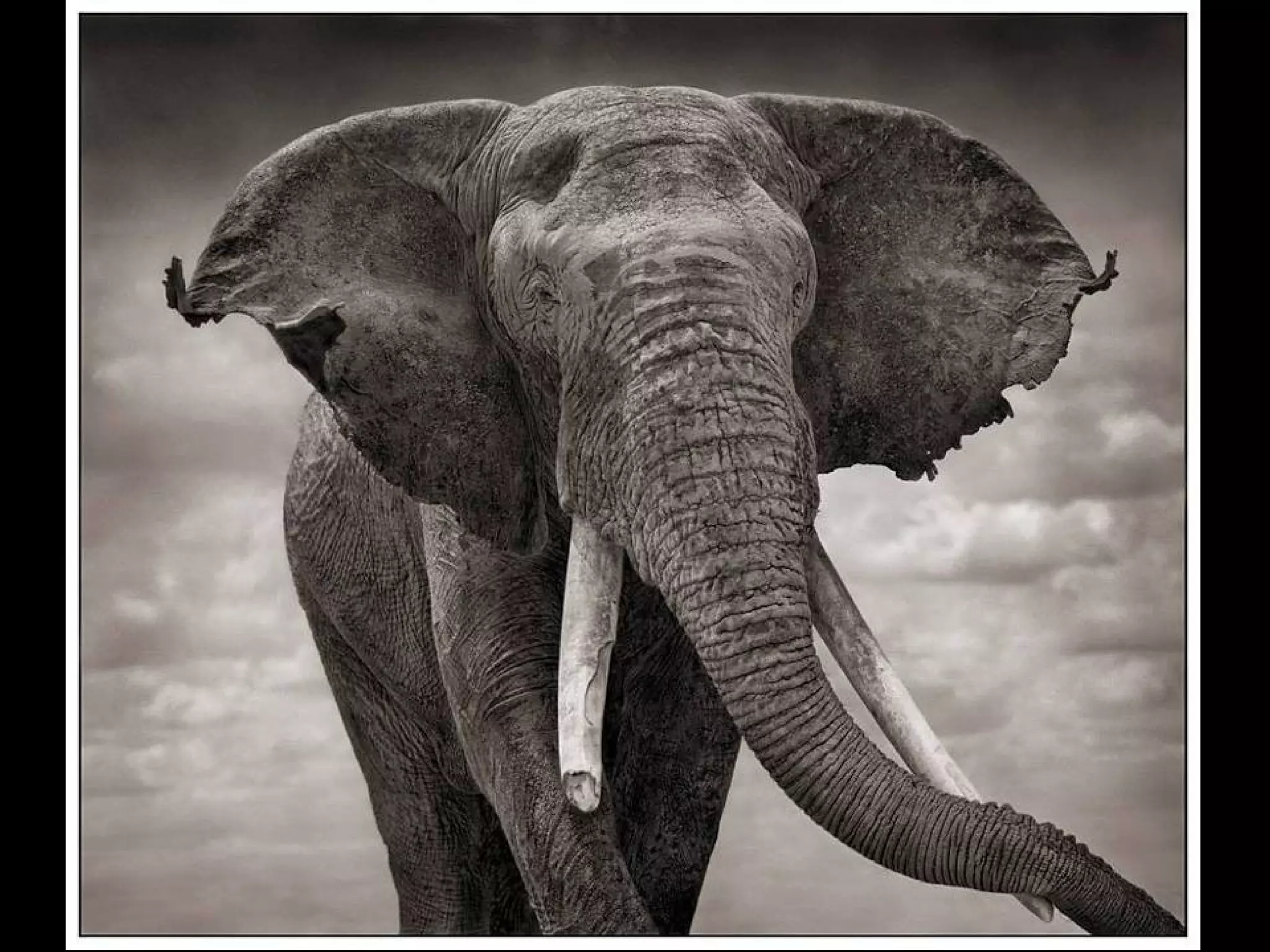 Africa black and-white1-1