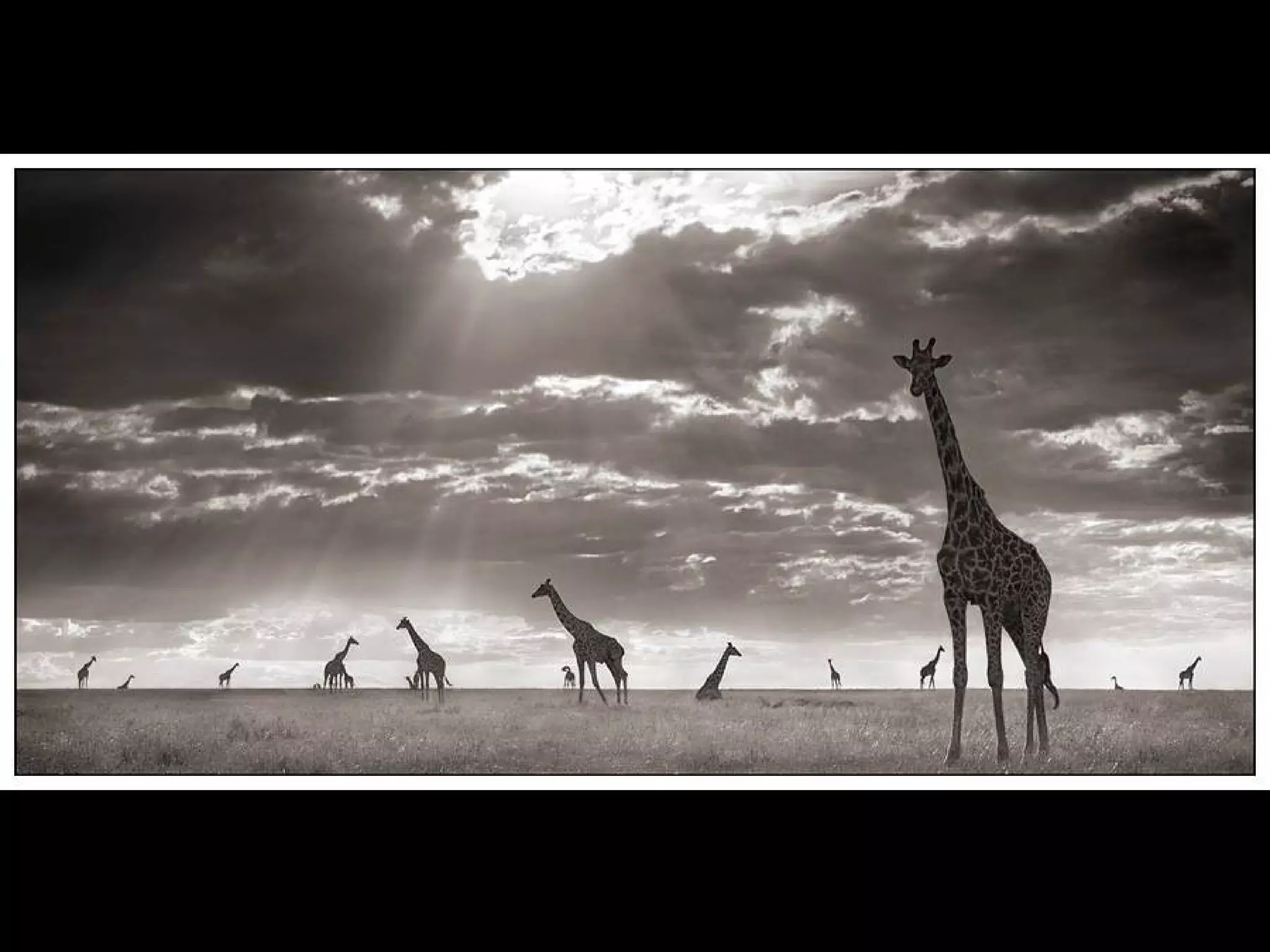 Africa black and-white1-1