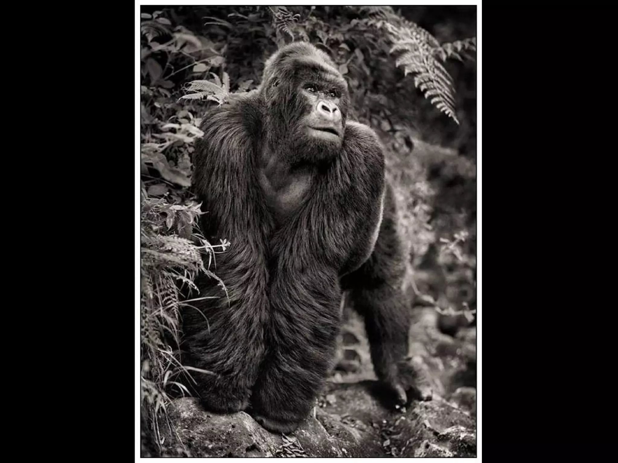 Africa black and-white1-1