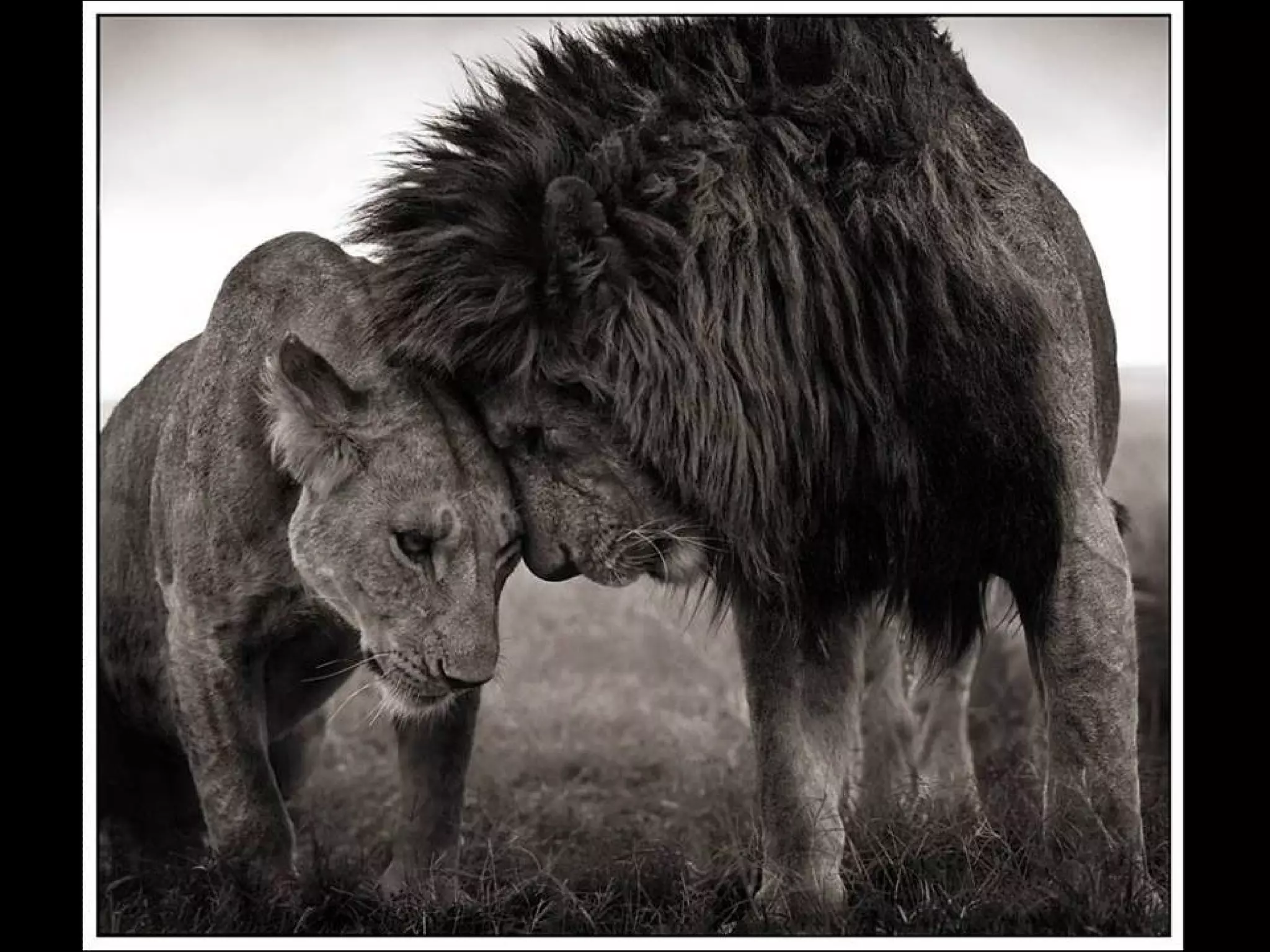 Africa black and-white1-1