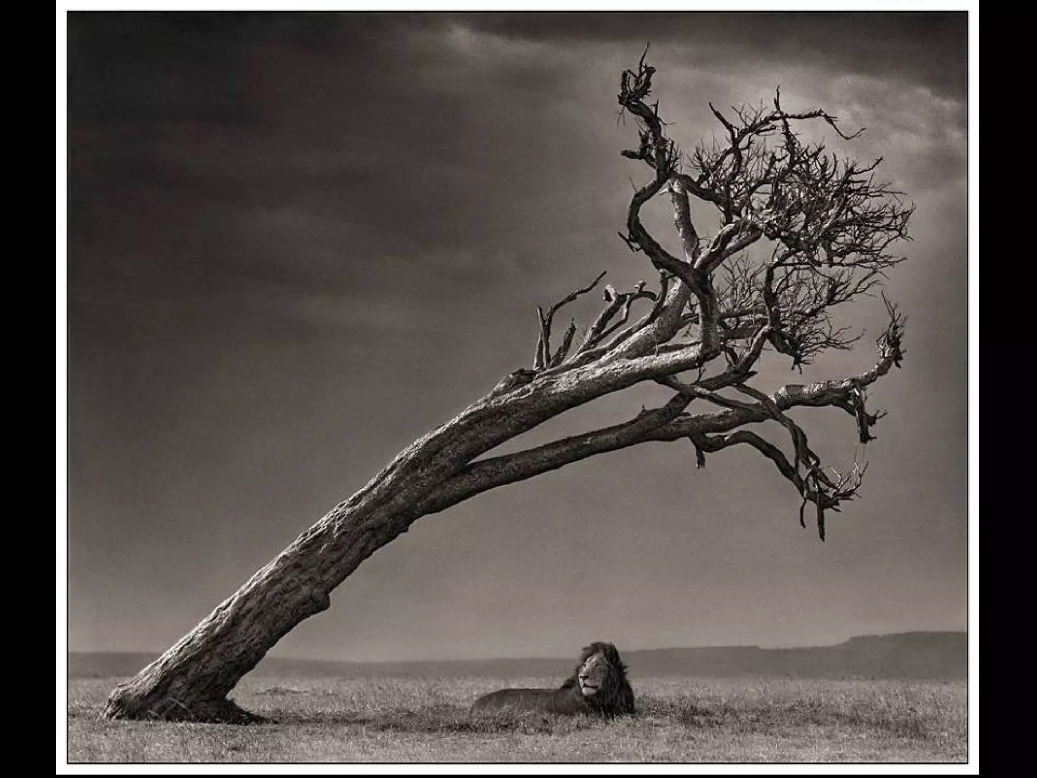 Africa black and-white1-1