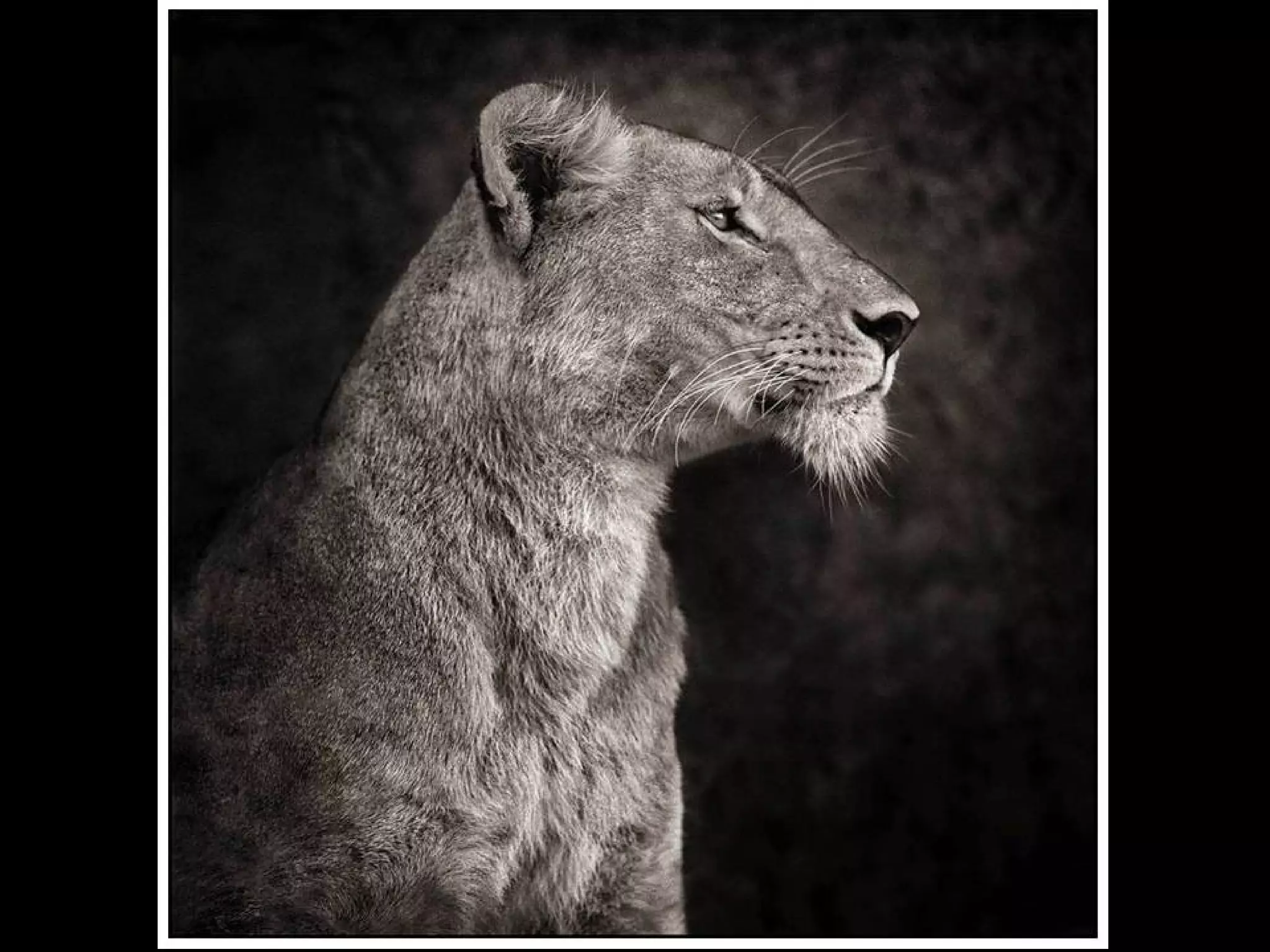 Africa black and-white1-1