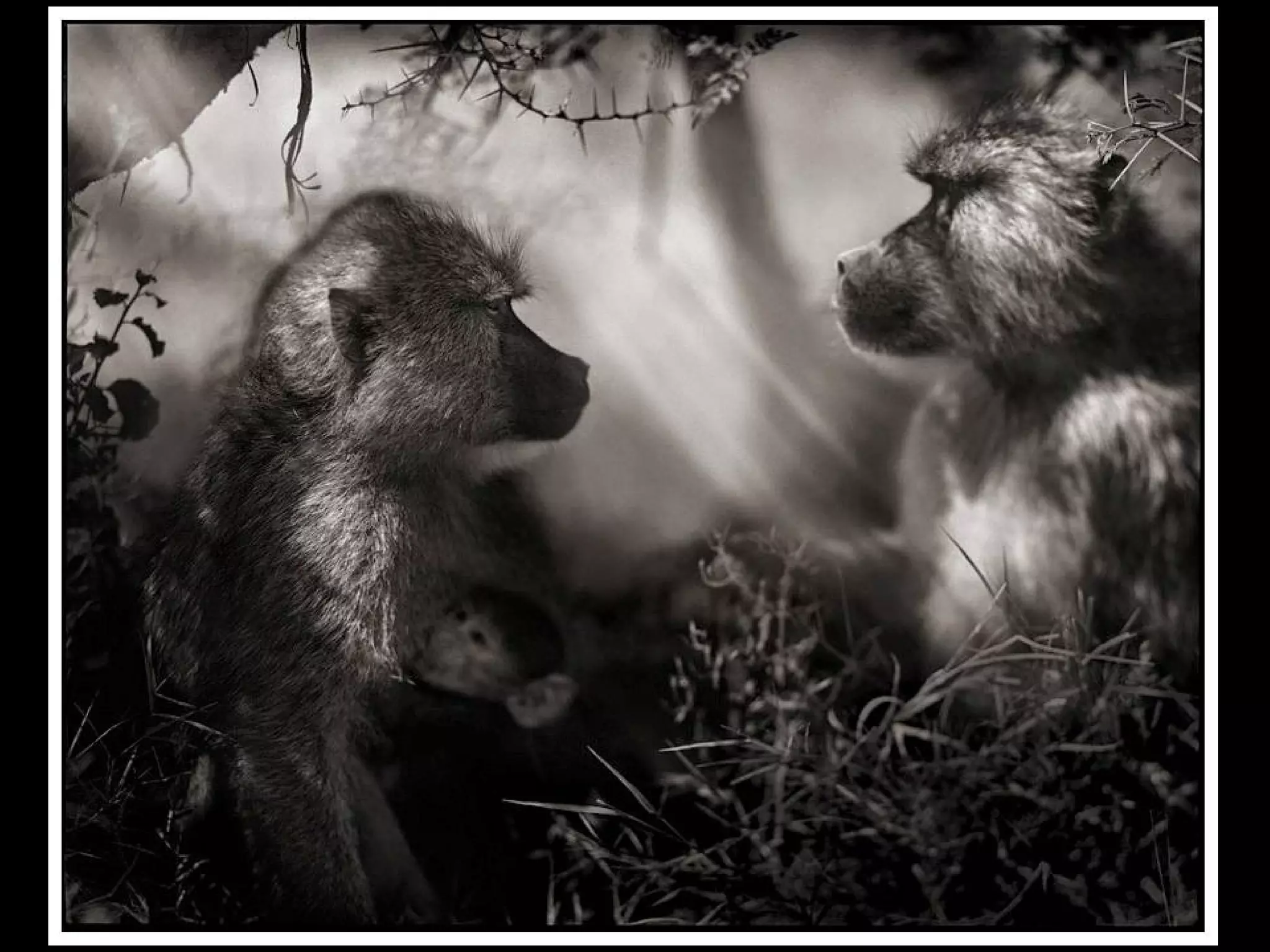 Africa black and-white1-1