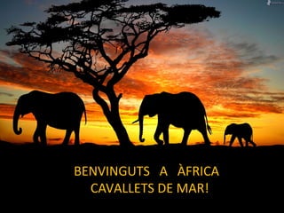 BENVINGUTS A ÀFRICA
CAVALLETS DE MAR!
 