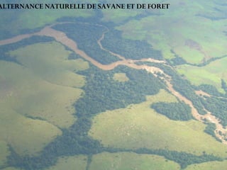 ALTERNANCE NATURELLE DE SAVANE ET DE FORET 