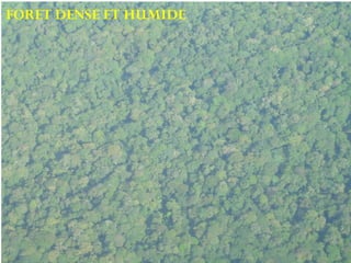 FORET DENSE ET HUMIDE 
