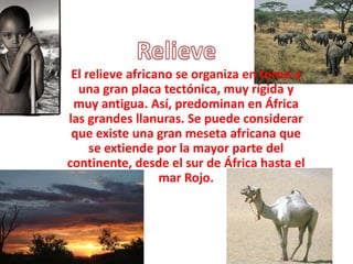 El relieve africano se organiza en torno a
  una gran placa tectónica, muy rígida y
 muy antigua. Así, predominan en África
las grandes llanuras. Se puede considerar
 que existe una gran meseta africana que
     se extiende por la mayor parte del
continente, desde el sur de África hasta el
                  mar Rojo.
 