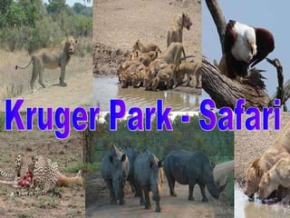 Kruger Park - Safari Kruger Park - Safari 