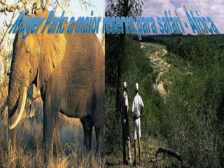 Kruger Park: a maior reserva para safári - África 