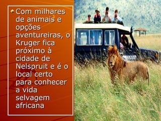 Com milhares de animais e opções aventureiras, o Kruger fica próximo à cidade de Nelspruit e é o local certo para conhecer a vida selvagem africana  