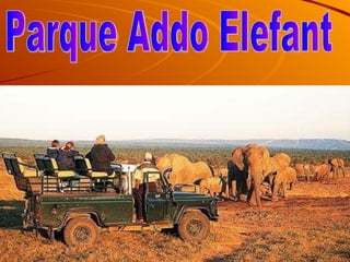 Parque Addo Elefant  