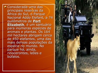 Considerada uma das principais reservas da África do Sul, o Parque Nacional Addo Elefant, a 74 quilômetros de  Port Elizabeth , é um santuário para inúmeras espécies de animais e plantas. Os 164 mil hectares abrigam cerca de 450 elefantes, uma das mais densas populações da espécie no mundo. No parque há, ainda, rinocerontes, leões e búfalos.  