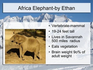 Africa Elephant-by Ethan ,[object Object],[object Object],[object Object],[object Object],[object Object]