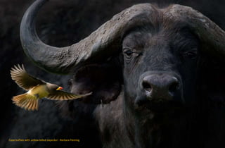 Cape buffalo with yellow-billed oxpecker - Barbara Fleming
 