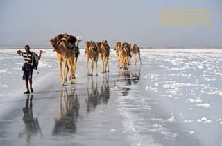 An ancient trade between the highlands of
Ethiopia and the hottest place on Earth – the
Danakil desert. The trade is based...
