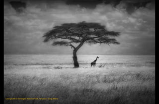 Lone giraffe in Serengeti National Park, Tanzania - Greg Metro
 