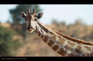 Giraffe in Kgalagadi National Park - Robert Hofmeyr
 