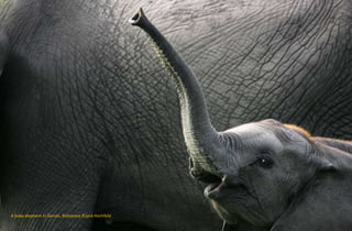 A baby elephant in Savute, Botswana ©Jack Hochfeld
 