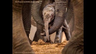 Overall winner and Wildlife category winner
“Circles of protection” at Addo Elephant National Park, South Africa ©John Vosloo
 