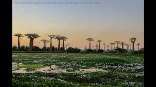 Moments before dusk at a swamp near the 'Avenue of the Baobabs' in western Madagascar © Pedro Ferreira do Amaral
 