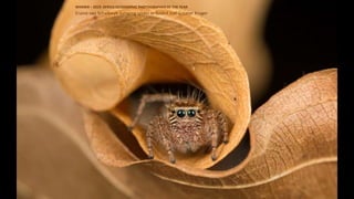 Eraine van Schalkwyk-Jumping spider in folded leaf Greater Kruger
WINNER – 2019 AFRICA GEOGRAPHIC PHOTOGRAPHER OF THE YEAR
 
