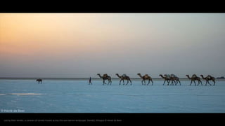 Led by their herder, a caravan of camels travels across the vast barren landscape. Danakil, Ethiopia © Hesté de Beer
 