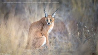 A caracal gazes haughtily over its shoulder at its admiring spectators. Kgalagadi Transfrontier Park, South Africa © Dawie...