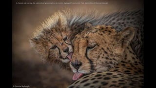 A cheetah cub learning the rudiments of grooming from its mother. Kgalagadi Transfrontier Park, South Africa. © Gonnie Myb...