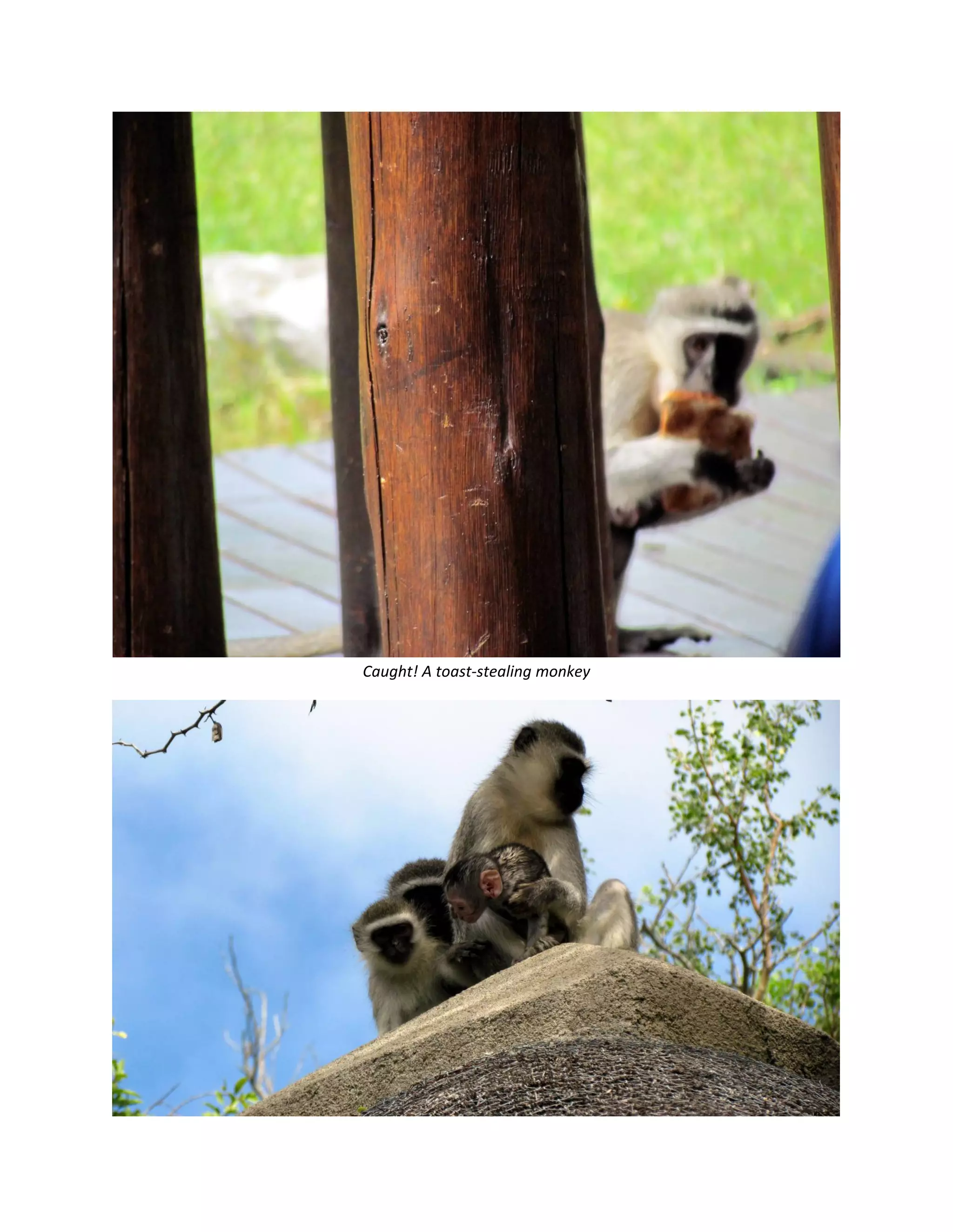 &nbsp;
Caught!&nbsp;A&nbsp;toast‐stealing&nbsp;monkey&nbsp;




                                   &nbsp;
 