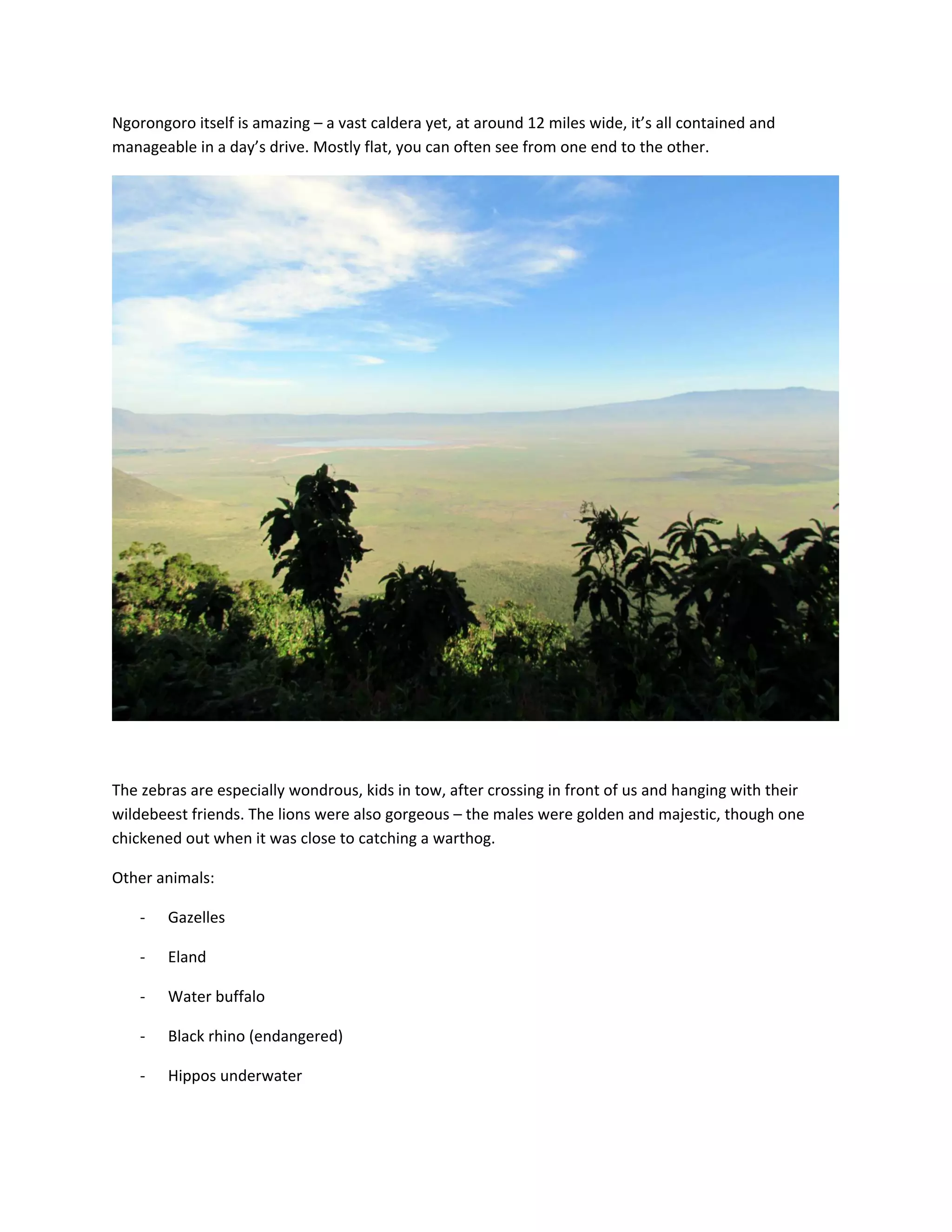 Ngorongoro&nbsp;itself&nbsp;is&nbsp;amazing&nbsp;&ndash;&nbsp;a&nbsp;vast&nbsp;caldera&nbsp;yet,&nbsp;at&nbsp;around&nbsp;12&nbsp;miles&nbsp;wide,&nbsp;it&rsquo;s&nbsp;all&nbsp;contained&nbsp;and&nbsp;
manageable&nbsp;in&nbsp;a&nbsp;day&rsquo;s&nbsp;drive.&nbsp;Mostly&nbsp;flat,&nbsp;you&nbsp;can&nbsp;often&nbsp;see&nbsp;from&nbsp;one&nbsp;end&nbsp;to&nbsp;the&nbsp;other.&nbsp;&nbsp;




                                                                                                         &nbsp;

&nbsp;

The&nbsp;zebras&nbsp;are&nbsp;especially&nbsp;wondrous,&nbsp;kids&nbsp;in&nbsp;tow,&nbsp;after&nbsp;crossing&nbsp;in&nbsp;front&nbsp;of&nbsp;us&nbsp;and&nbsp;hanging&nbsp;with&nbsp;their&nbsp;
wildebeest&nbsp;friends.&nbsp;The&nbsp;lions&nbsp;were&nbsp;also&nbsp;gorgeous&nbsp;&ndash;&nbsp;the&nbsp;males&nbsp;were&nbsp;golden&nbsp;and&nbsp;majestic,&nbsp;though&nbsp;one&nbsp;
chickened&nbsp;out&nbsp;when&nbsp;it&nbsp;was&nbsp;close&nbsp;to&nbsp;catching&nbsp;a&nbsp;warthog.&nbsp;

Other&nbsp;animals:&nbsp;

    ‐   Gazelles&nbsp;

    ‐   Eland&nbsp;

    ‐   Water&nbsp;buffalo&nbsp;

    ‐   Black&nbsp;rhino&nbsp;(endangered)&nbsp;

    ‐   Hippos&nbsp;underwater&nbsp;
 